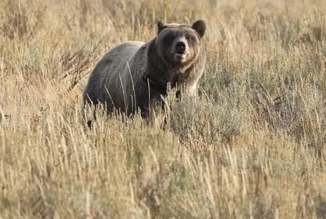 Backpacker Attacked by Bear in National Park Flown to Hospital