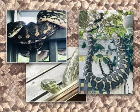 Embracing my Serpents in My Ceiling: A Transformation from Fear to Fascination